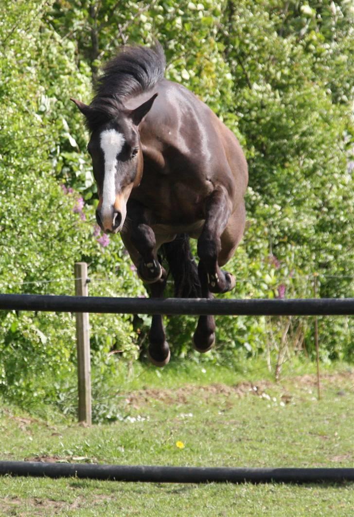 New Forest Pelé - et lille spring... foto taget af mig billede 6