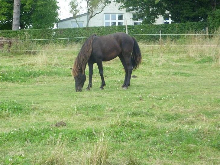 Islænder Leikur fra Worregård solgt  - #7. så nu kommer jeg billede 5