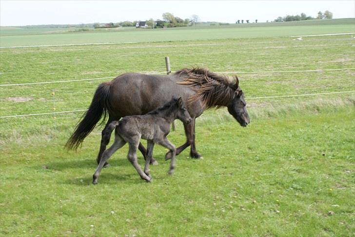 Islænder Leikur fra Worregård solgt  - #8. nyt billede 6