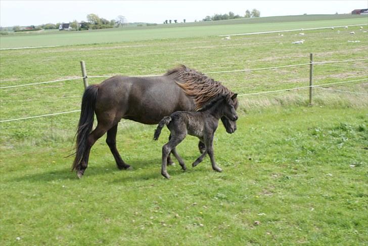 Islænder Leikur fra Worregård solgt  - #9. nyt billede 7