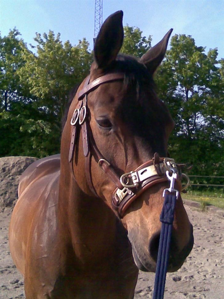 Dansk Varmblod Flying Z II - Første dag Flying var ude på ridebanen billede 1
