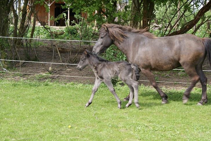 Islænder Leikur fra Worregård solgt  - #10. nyt billede 8