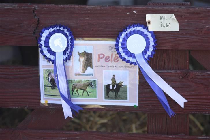 New Forest Pelé - Pelés navneskilt og rosetter til dyrskue.... foto taget af Barløse foto billede 8