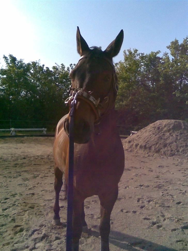 Dansk Varmblod Flying Z II - Flying gik super godt i kapsunen første dag billede 2