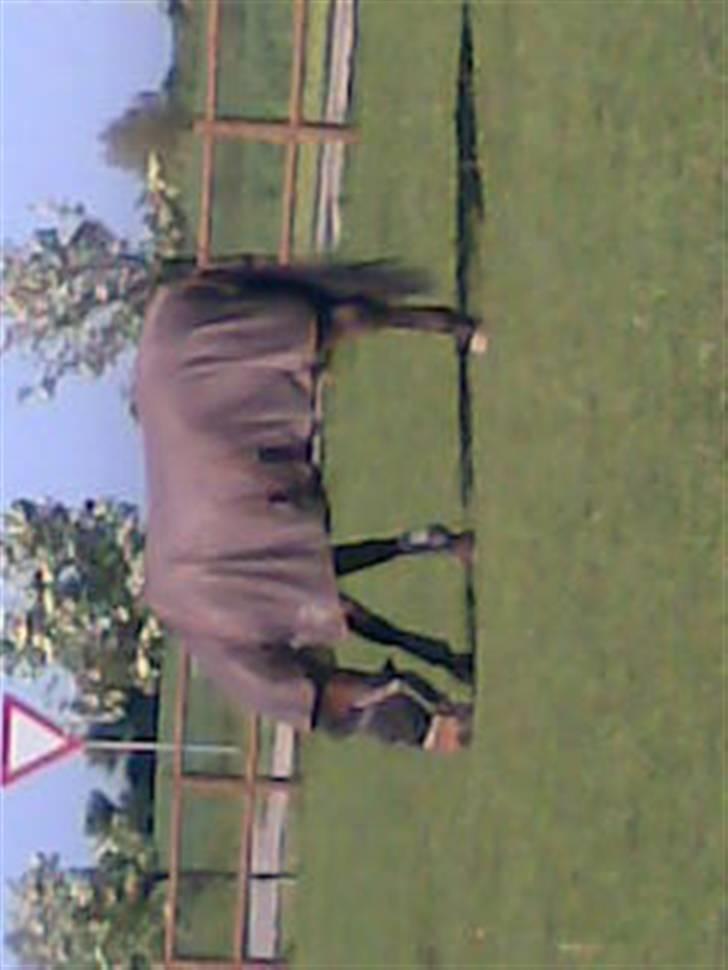 Dansk Varmblod Flying Z II - Flying hygger sig på folden ude ved Helle billede 3