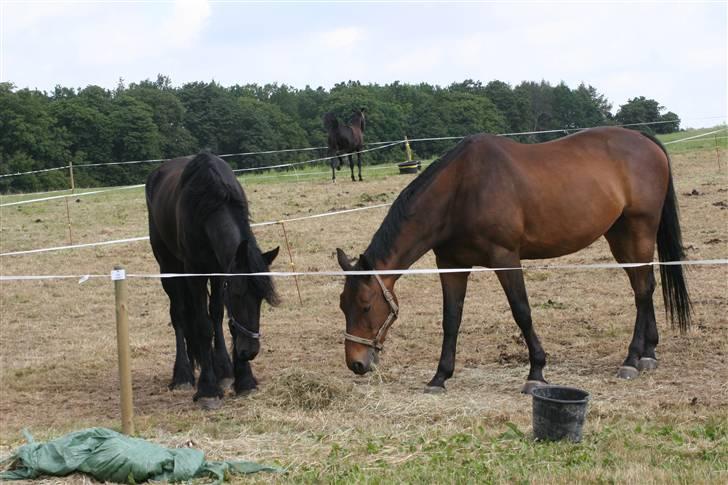 Dansk Varmblod Flying Z II - Mie og Flying hygger sig på Egeskov billede 4