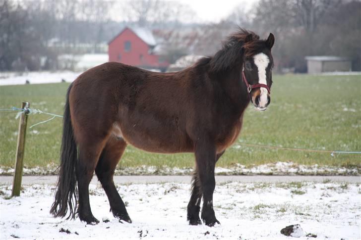 New Forest Pelé - Pelé i sneen... foto taget af mig selv  billede 10