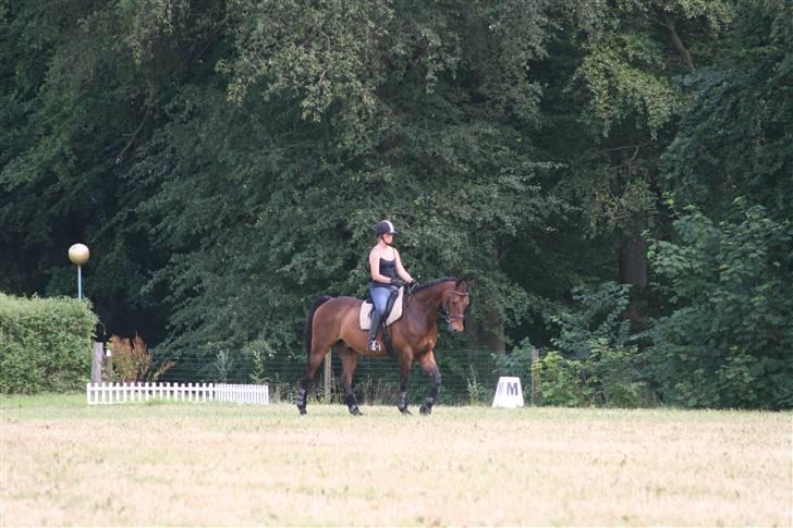 Dansk Varmblod Flying Z II - Lidt skulle vi også lave mens vi var på ferie på Egeskov billede 5