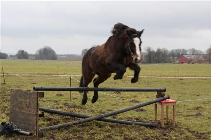 New Forest Pelé - Pelé der springer... foto taget af mig selv  billede 11