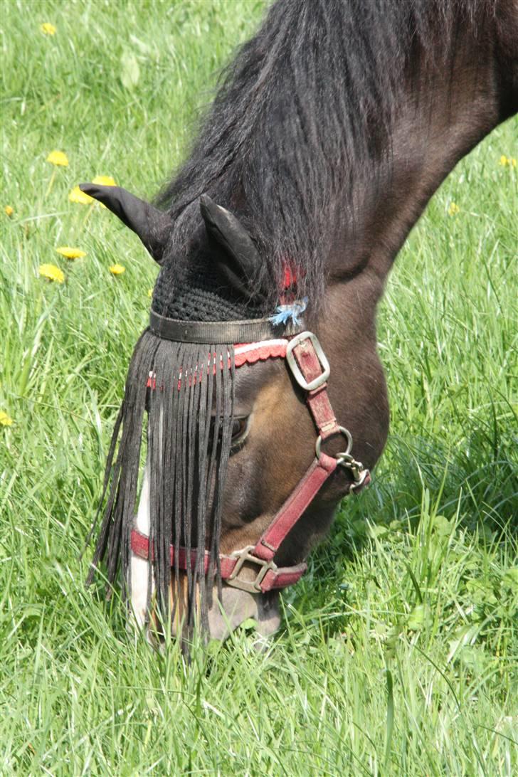 New Forest Pelé - Pelé igang med sin yndlingsbeskæftigelse spise .... foto taget af mig billede 12