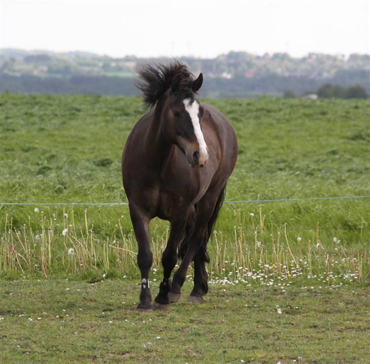 New Forest Pelé - smukke Pelé... foto taget af mig billede 13