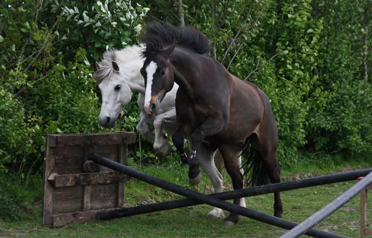 New Forest Pelé - pelé og Nelson springer... foto taget af mig  billede 14