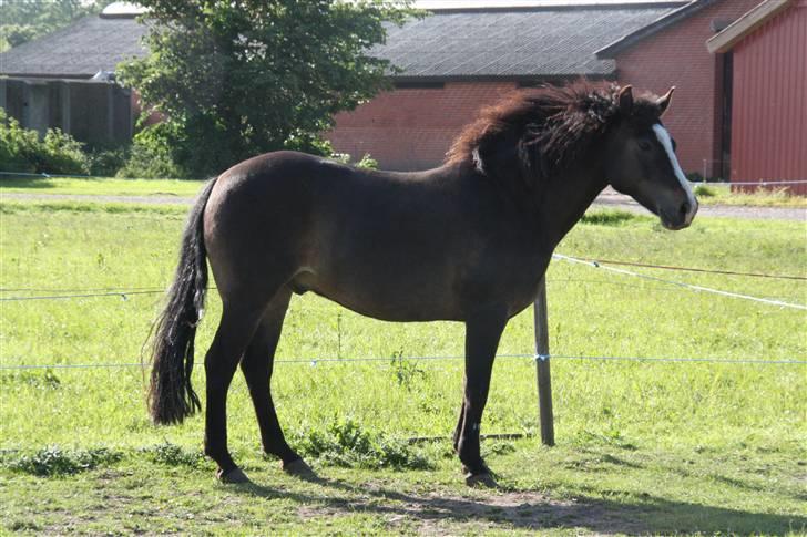 New Forest Pelé - meget fine pelé.... foto taget af mig billede 15