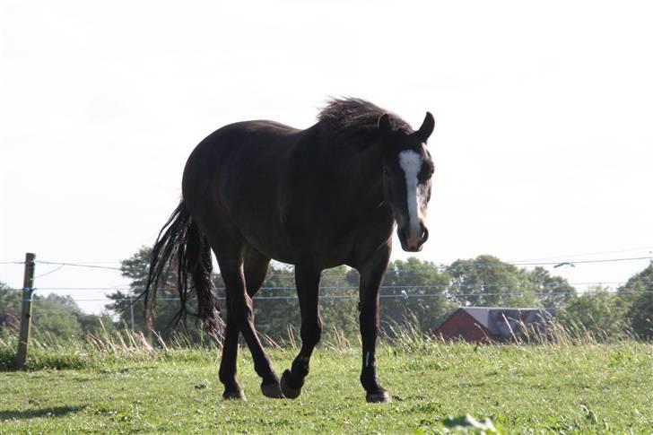 New Forest Pelé - Pelé på gåtur... billede 16