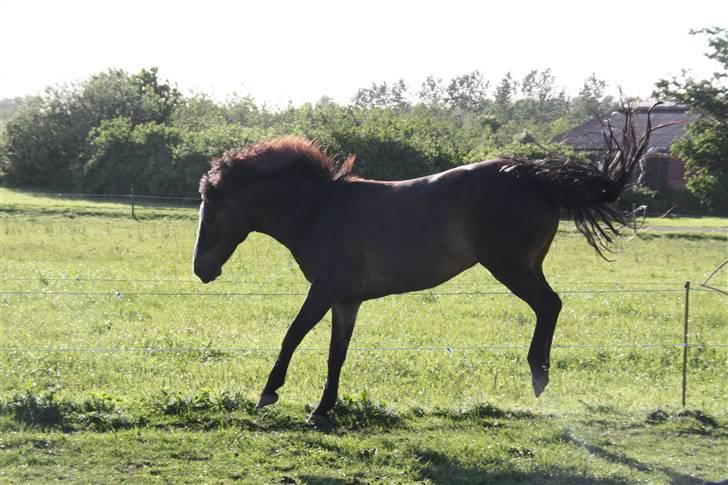 New Forest Pelé - pelé på et ben :D billede 17