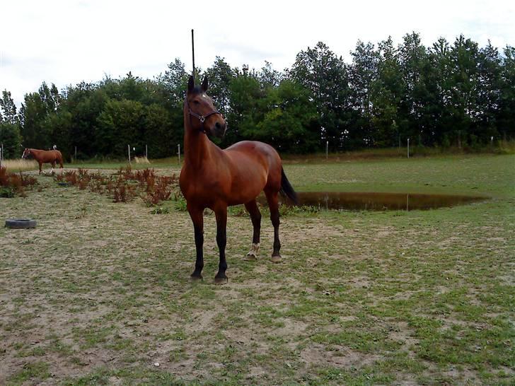 Knabstrupper : Coco's Dynamite | ~ Min Gamle Dame ~ - August 09  billede 17