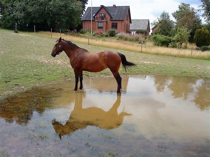 Knabstrupper : Coco's Dynamite | ~ Min Gamle Dame ~ - August 09  billede 18