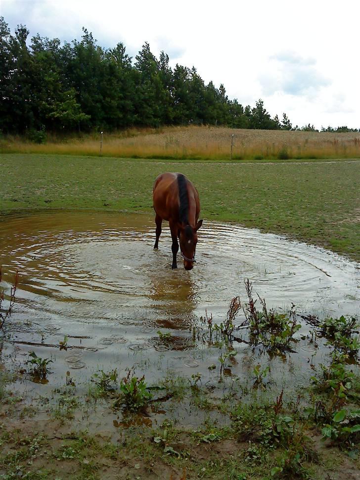 Knabstrupper : Coco's Dynamite | ~ Min Gamle Dame ~ - August 09  billede 19