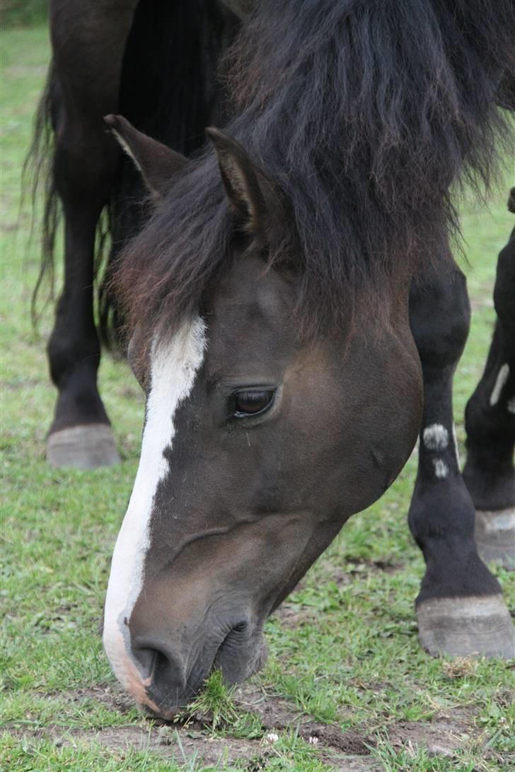 New Forest Pelé - søde Pelé.... foto taget af mig  billede 20