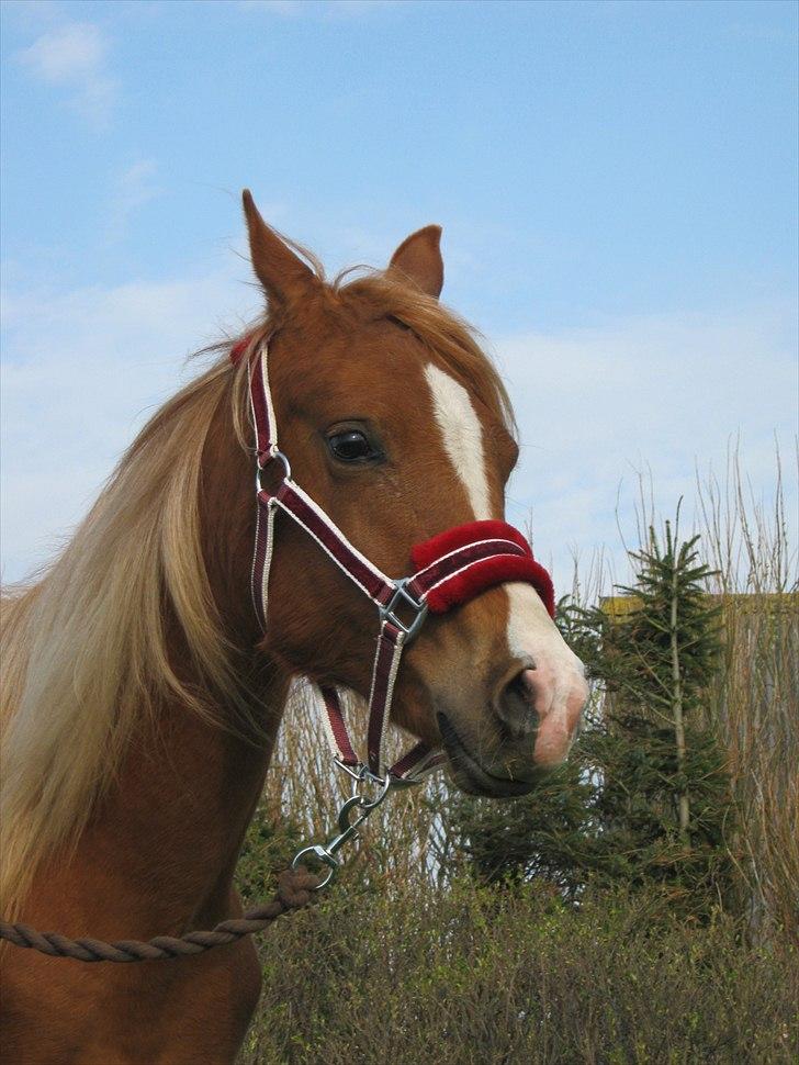 Arabisk fuldblod (OX) FE Goldie Symfoni - Hej jeg hedder Goldie:O)  billede 2