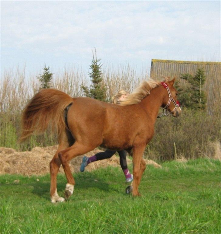 Arabisk fuldblod (OX) FE Goldie Symfoni - 2011 billede 5