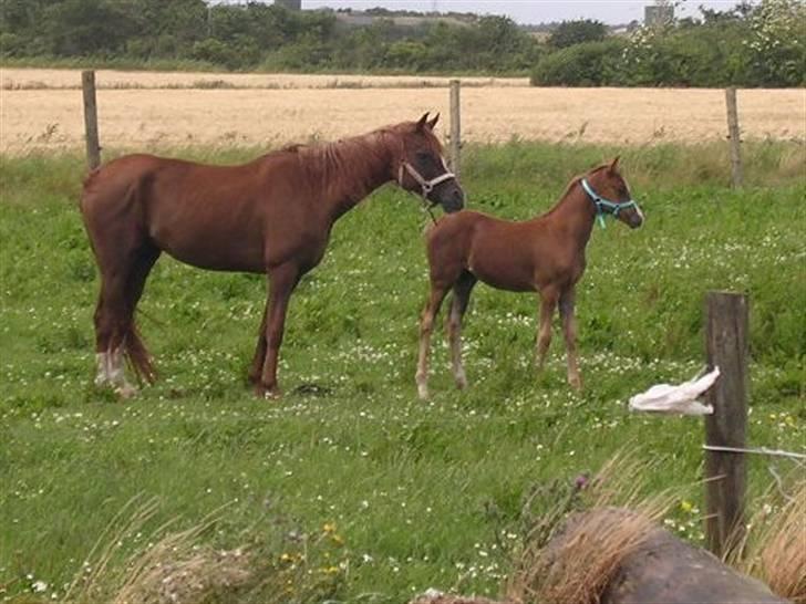 Arabisk fuldblod (OX) FE Goldie Symfoni - Goldie 2½ måned gammel sammen med mor -juli 2009 billede 6