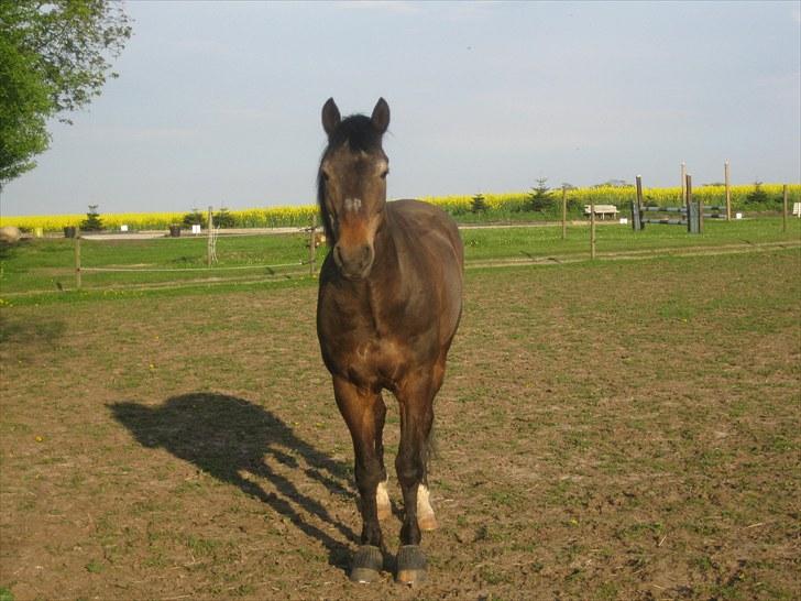 New Forest Frederik<3<3 R.I.P - Velkommen til Frederik´s porfil<3  billede 1