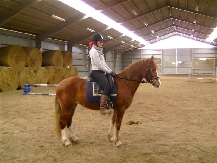 Welsh Cob (sec D) Lesto Seville - marts2010 billede 7