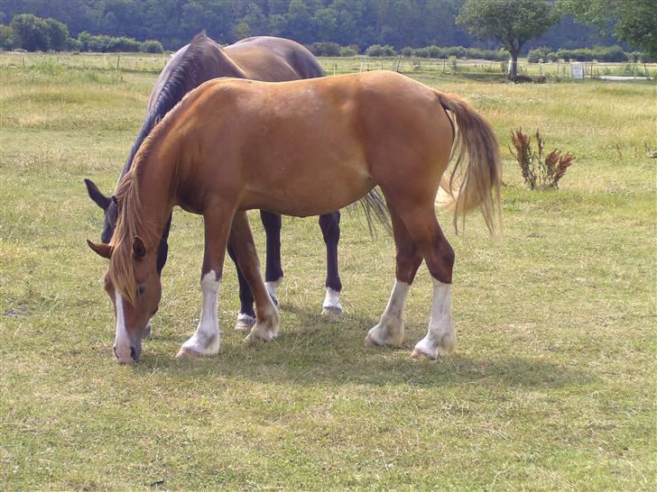 Welsh Cob (sec D) Lesto Seville - juni09 billede 8