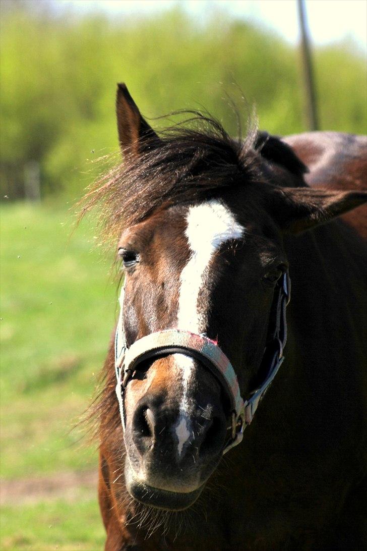 Anden særlig race Dina - Dina og Lene <33 billede 12