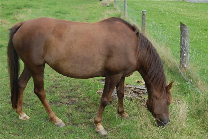 Anden særlig race Dina - Dina der spiser græs billede 13