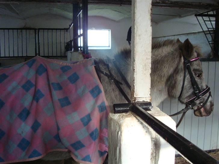 Anden særlig race Candy  - Candy på staldgangen, klar til ridning d. 16 november 08.  billede 20