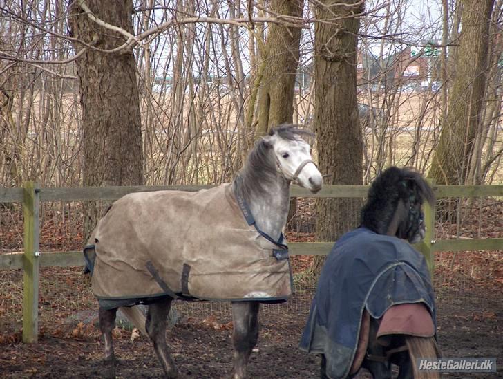 Welsh Pony (sec B) Korreborgs Ultimo (Min bedste ven) (SOLGT OG SAVNE - (15) Ulle og olli leger  billede 12