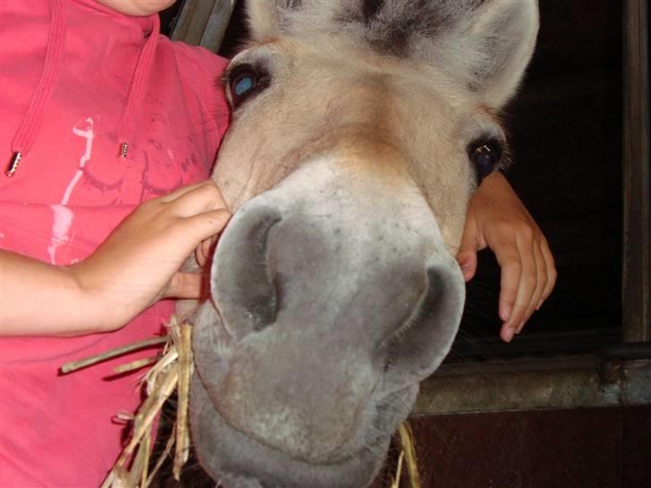 Fjordhest Elaiza - Du ser mærkelig ud, når du ligger der og prøver at tage et billede af mig, Nana :D billede 18
