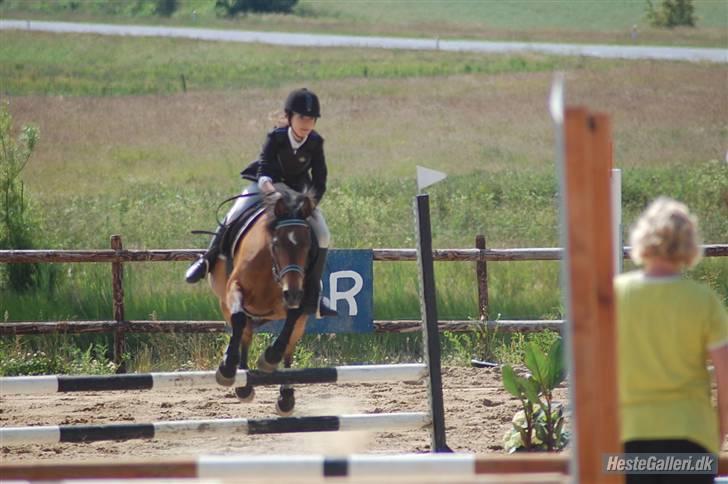 Anden særlig race Milan  billede 6