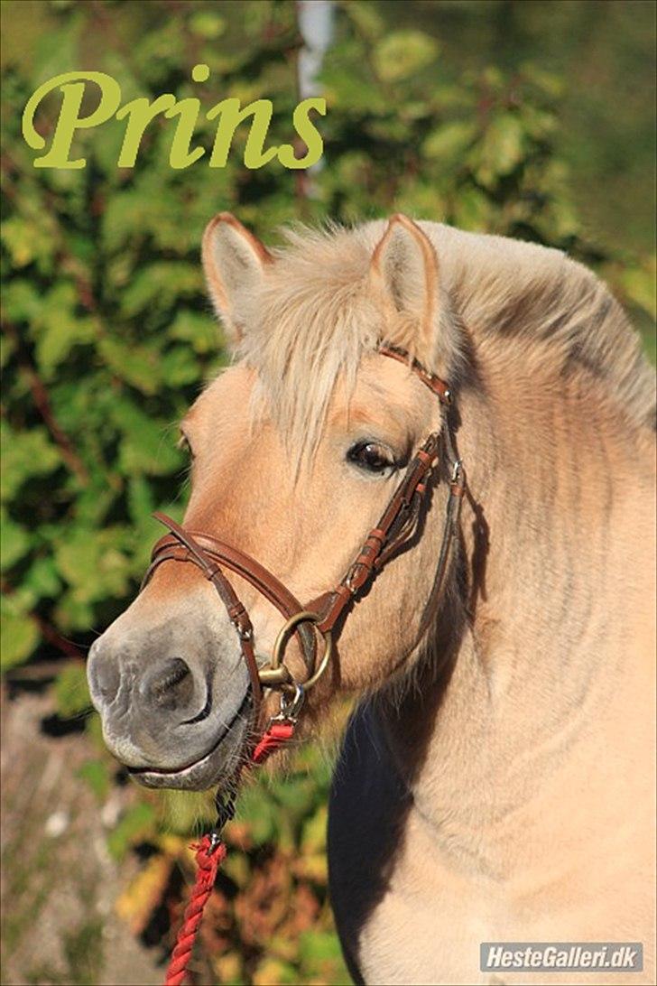 Fjordhest Prins - I miss u :'( - Jeg glemmer dig aldrig.  billede 2