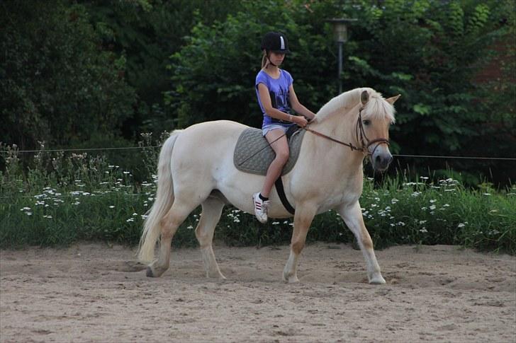 Fjordhest Prins - I miss u :'( - ..Første gang på banen i over 4 uger <3 ´ elsker dig bulle  billede 3