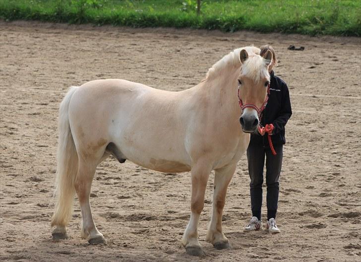 Fjordhest Prins - I miss u :'( - Hehe søtte !<3   billede 4