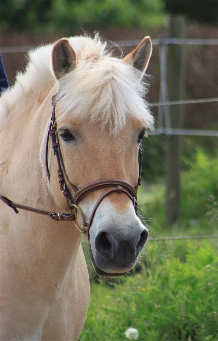 Fjordhest Prins - I miss u :'( - Prins, du mega dejlig <3  billede 1