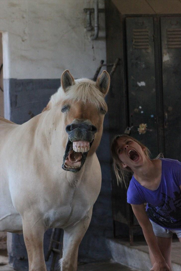 Fjordhest Prins - I miss u :'( - Prins&jeg.. Ja, hvad skal man sige xD´ billede 6