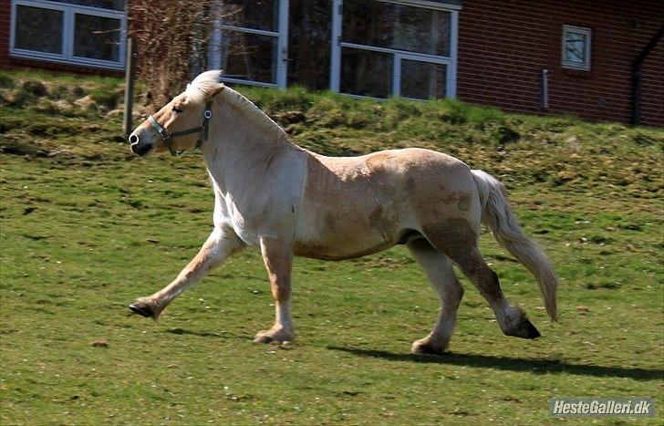 Fjordhest Prins - I miss u :'( - Prinner d;  billede 7