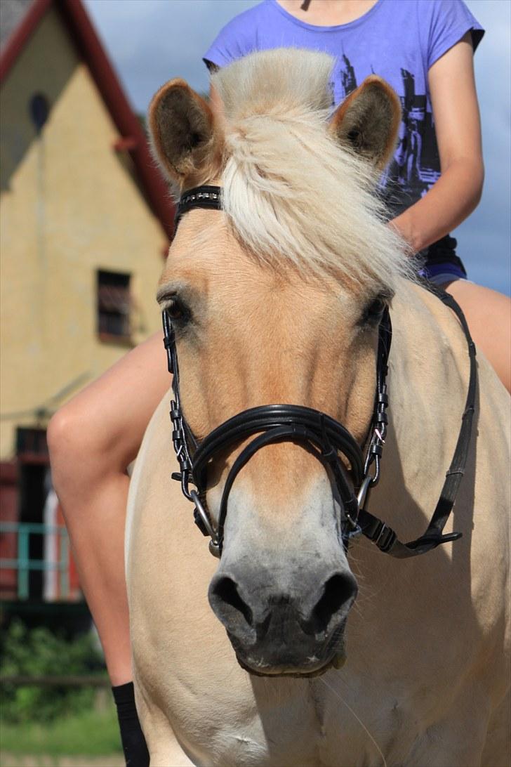 Fjordhest Prins - I miss u :'( -  Min prinne :D<3 billede 8