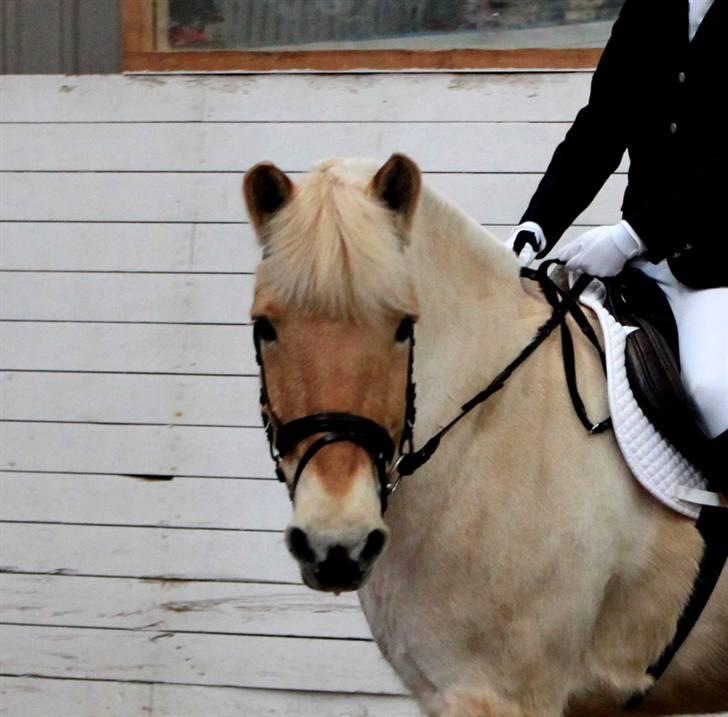 Fjordhest Prins - I miss u :'( - Stævne i BRK - Lidt dressur er der da i os :D billede 10