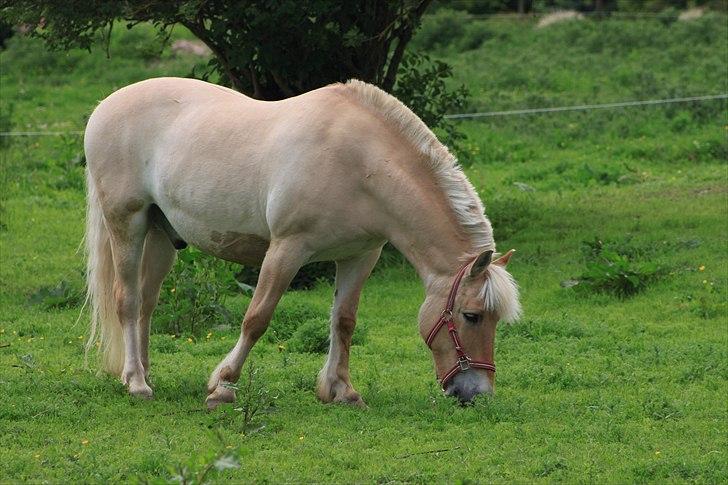 Fjordhest Prins - I miss u :'( - ..Hvor han fin <3 billede 11