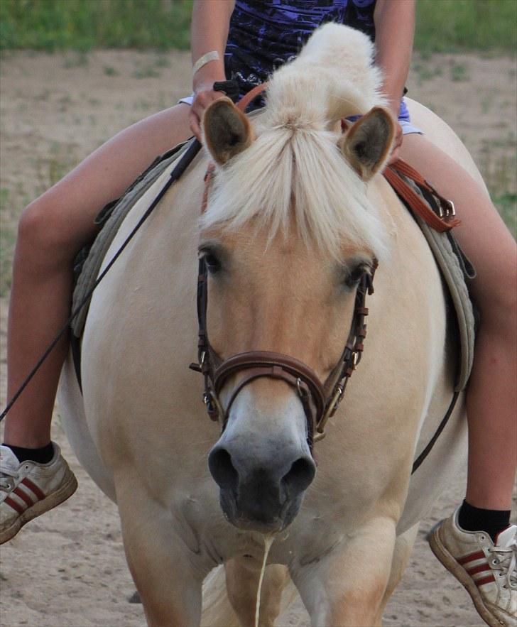 Fjordhest Prins - I miss u :'( - prinne <3 billede 12