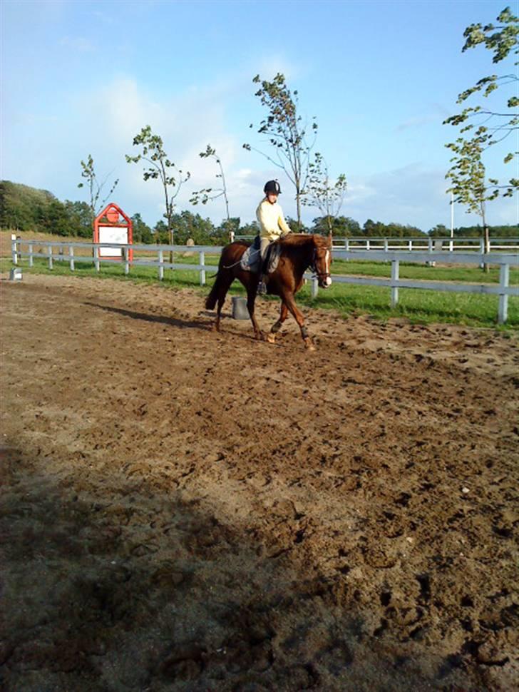 New Forest sasha - du var bare så sød den dag! det er du jo altid billede 6