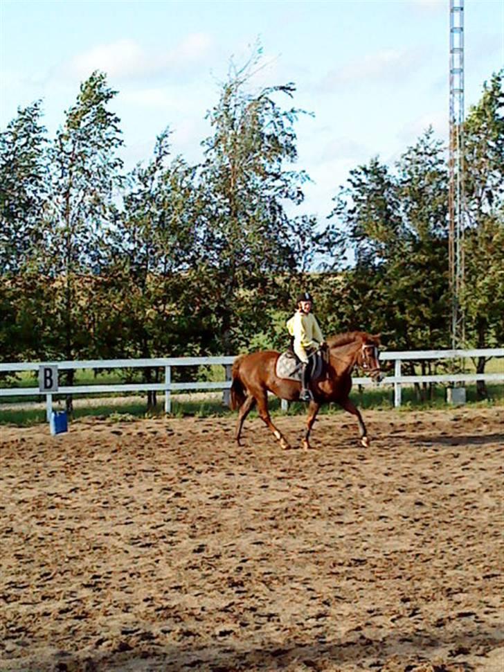 New Forest sasha billede 7