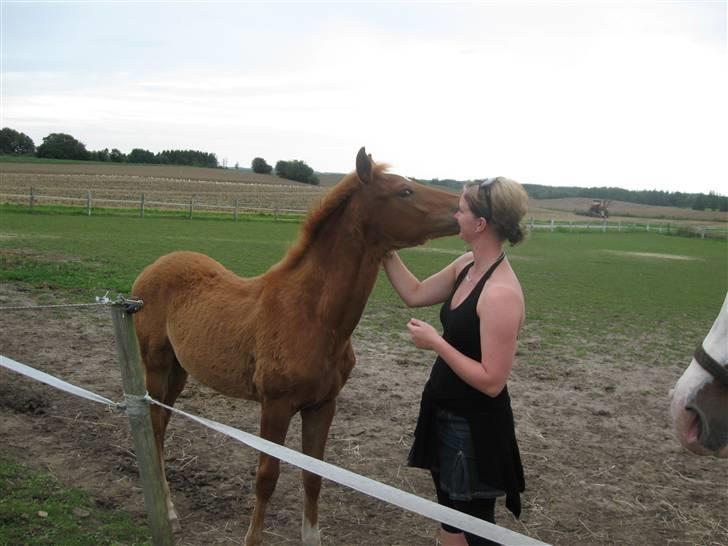 Dansk Varmblod Hoelgaards Simply Red - sommer 09  billede 3