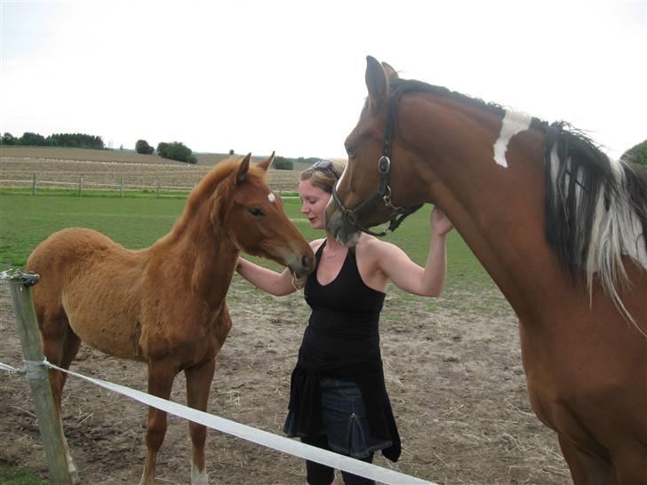 Dansk Varmblod Hoelgaards Simply Red - sommer 09 følle og hendes mor billede 4