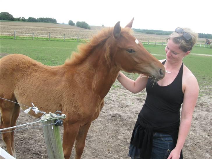 Dansk Varmblod Hoelgaards Simply Red - sommer 09 billede 5